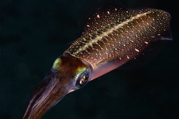 Squid species facts