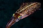 Caribbean Reef Squid - Sepioteuthis Sepioidea