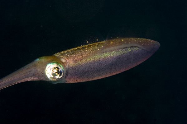 Caribbean Reef Squid Found while Diving