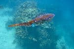 Caribbean Reef Squid in Clear Water