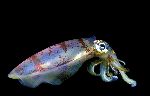 Colorido Calamar