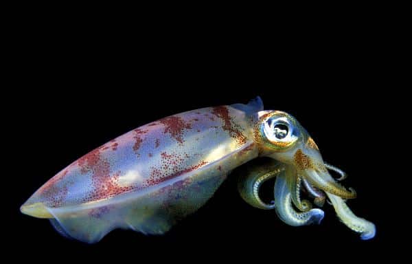 Colorful Squid