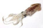 Common Squid