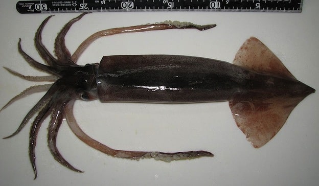 Pacific flying squid information