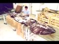 Colossal Squid Gallery