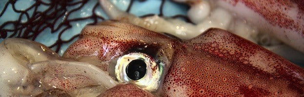 Squid Commercial Fishing