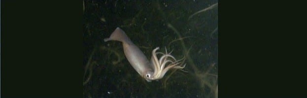 Calamar de Humboldt