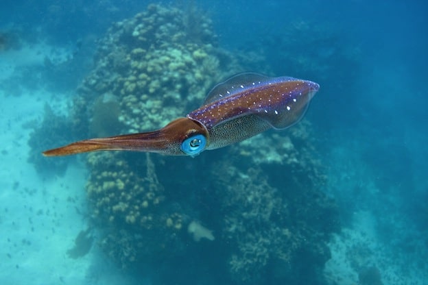Squid habitat and distribution facts