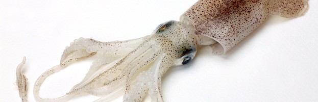 Squid Research