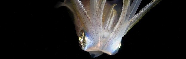 Imágenes de Calamares
