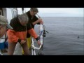 La Fuerza Del Calamar De Humboldt