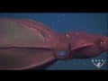 The Vampire Squid in the Deep