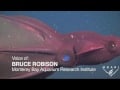 Vampire Squid Turns Itself Inside Out
